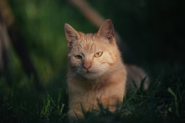 Kırmızı kedi otların arasında dinleniyor. Bahçe içinde şirin kedi.