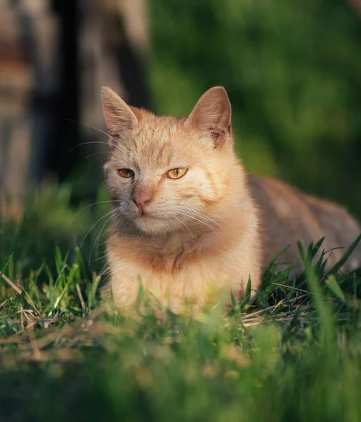 Czerwony kot odpoczynek w trawie. Ładny kot w ogrodzie. — Zdjęcie stockowe