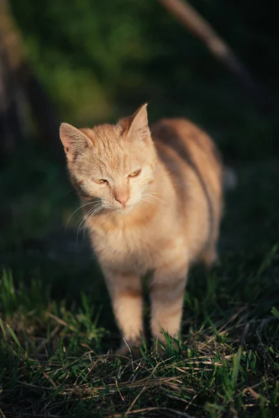 红猫站在草丛中。花园里的可爱猫咪. — 图库照片