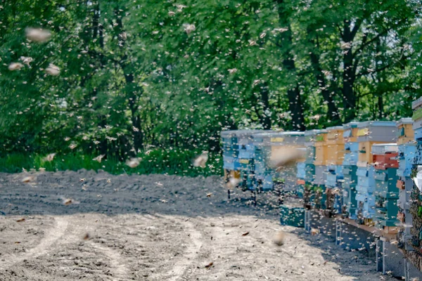 Colmena y abejas al aire libre, granja de miel — Foto de Stock