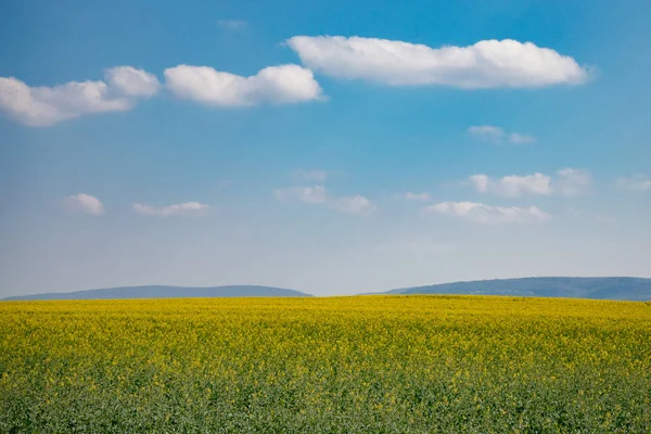 Paisaje de verano, colza amarilla y cielo azul — Foto de Stock