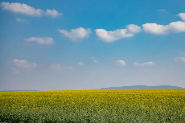 Paisaje de verano, colza amarilla y cielo azul — Foto de Stock