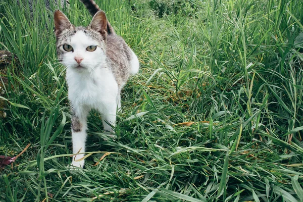 Bahçesinde oyun oynayan kedi — Stok fotoğraf