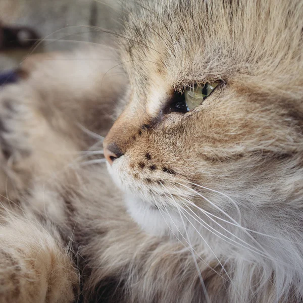 Gato sonolento, Gatinho peludo Tabby deitado — Fotografia de Stock