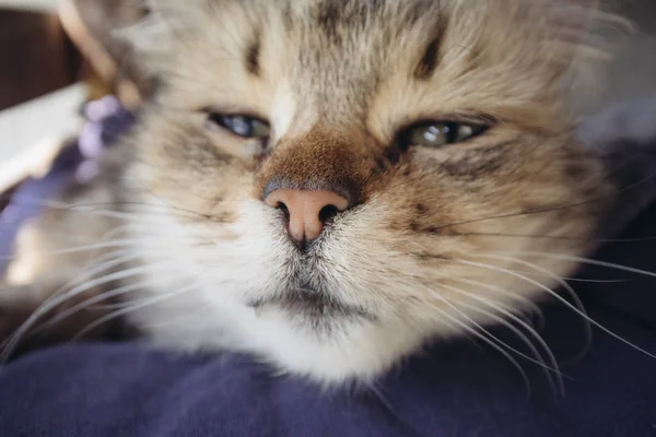 Gato sonolento, Gatinho peludo Tabby deitado — Fotografia de Stock