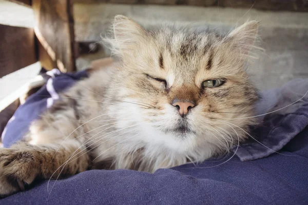 Álmos macska, szőrös cirmos cica hazudó — Stock Fotó