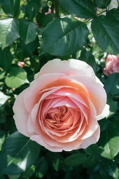 Beautiful pink rose in garden — Stock Photo, Image