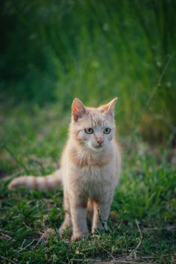 Bahçedeki sevimli kedi.