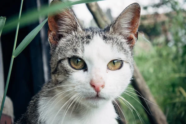 Retrato de gato cinza no jardim — Fotografia de Stock