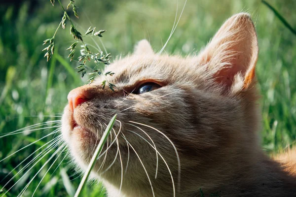 Close up cat portrait — Stock Photo, Image