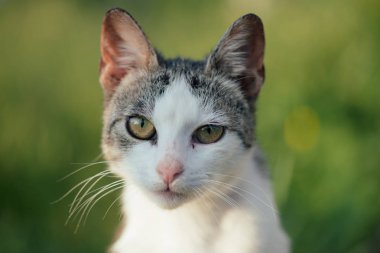 Açık havada oynamak güzel beyaz kedi