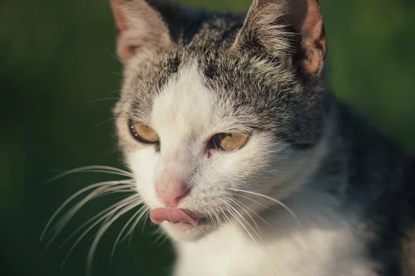 Beautiful white and gray cat sticking out tongue — Stock Photo, Image