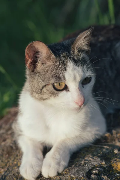 Gato. Gato bonito ao ar livre . — Fotografia de Stock