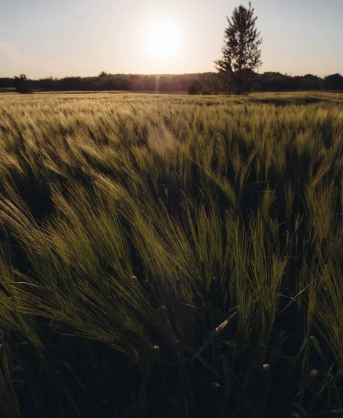 Захід сонця над пшеничним полем — стокове фото
