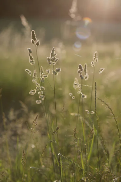 夏の畑、夕日の草原 — ストック写真