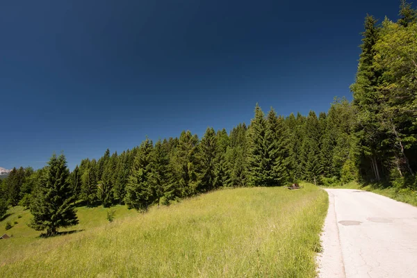 Strada di montagna attraverso la foresta — Foto Stock