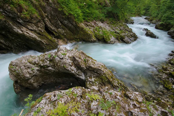 Orman nehir rapids manzara — Stok fotoğraf