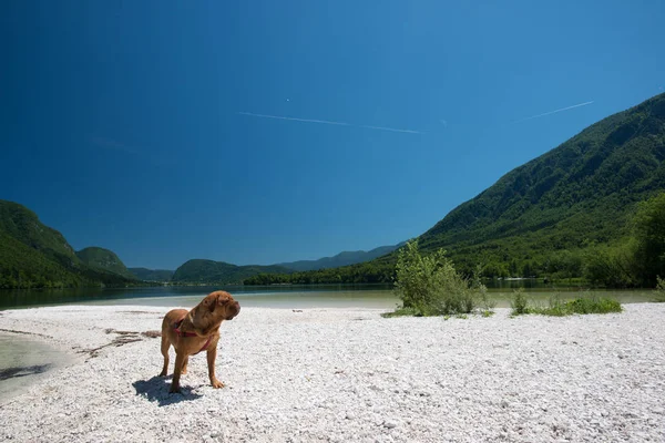 Urlaub mit Hund. schönes Reiseziel. — Stockfoto