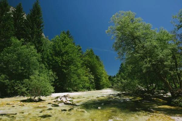 숲에서 맑은 산 강 — 스톡 사진