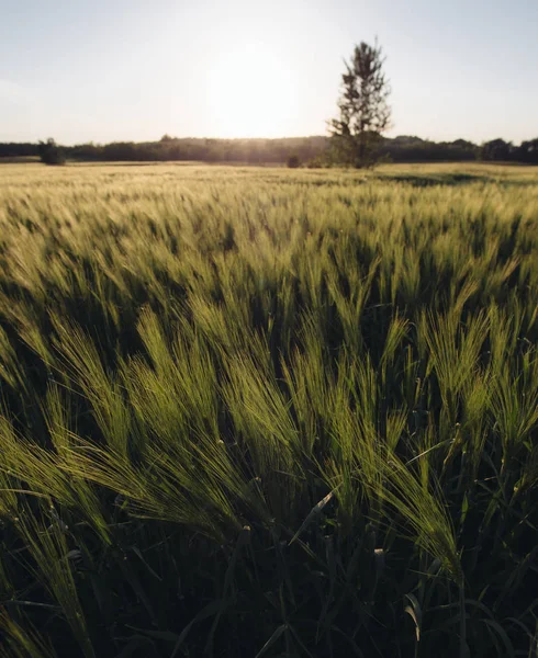 Grama no campo durante o nascer do sol. Paisagem agrícola horário de verão — Fotografia de Stock