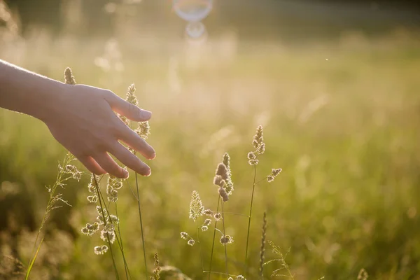 Meisje hand aanraken van Lentebloemen bij zonsondergang — Stockfoto