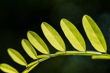 Yaprak damarları, güzel yeşil yaprak damarlar ile.