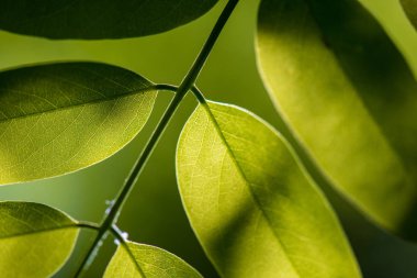 Yaprak damarları, güzel yeşil yaprak damarlar ile.