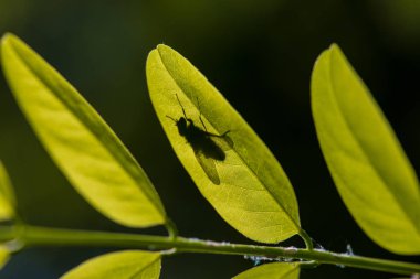Yeşil yaprak üzerinde sinek gölge