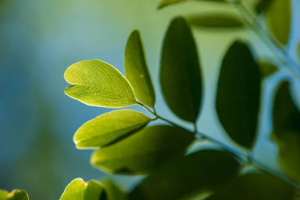 Yaprak yeşil arka plan, güneş tarafından vurgulanan taze yaprak yeşil. — Stok fotoğraf