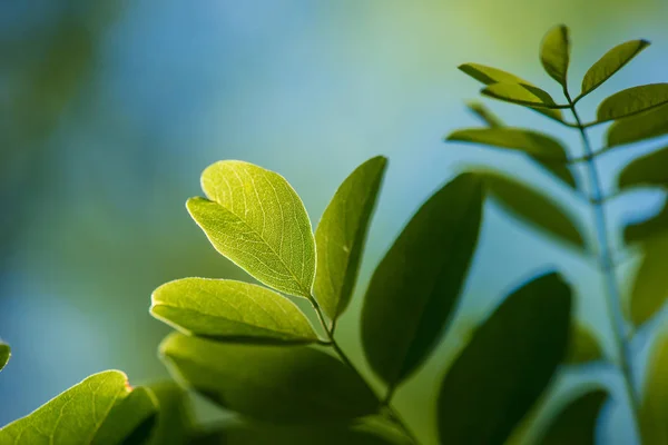 Fundo de folha verde, folha verde fresca destacada pelo sol . — Fotografia de Stock