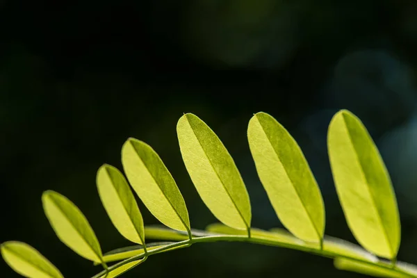Feuille verte, feuille verte fraîche mise en valeur par le soleil . — Photo
