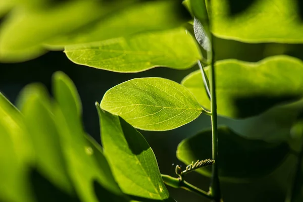 Grönt löv bakgrund, färska gröna blad belyst av solen. — Stockfoto