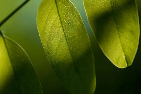 Feuille verte, feuille verte fraîche mise en valeur par le soleil . — Photo