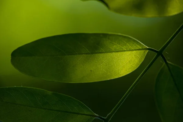 Fondo de hoja verde, hoja verde fresca resaltada por el sol . —  Fotos de Stock