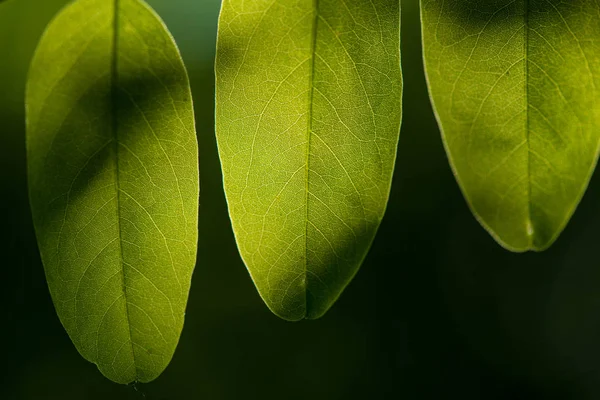 Feuille verte, feuille verte fraîche mise en valeur par le soleil . — Photo