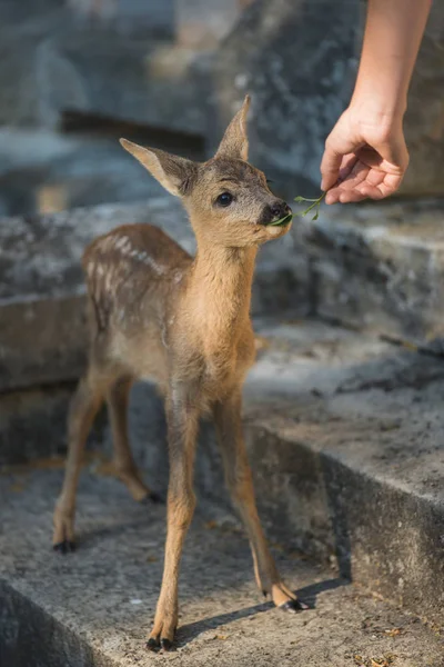 Zookeeper krmení dítě zvířat — Stock fotografie