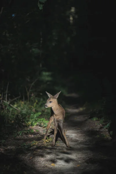 Jeune chevreuil négligent faon dans la forêt — Photo