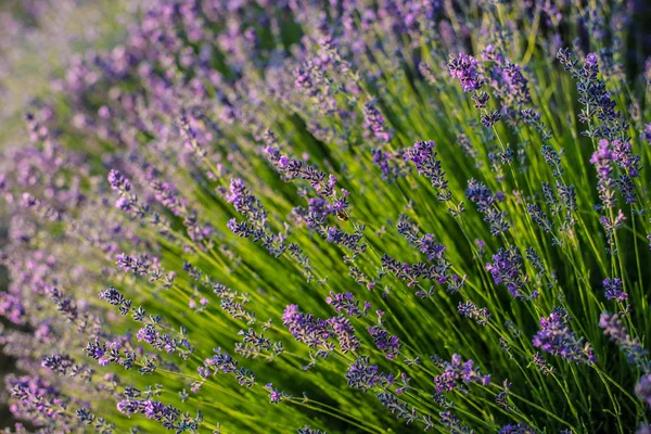 Fecho de lavanda. Composição da natureza . — Fotografia de Stock