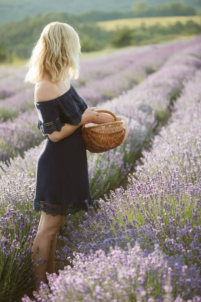 Krásná mladá žena sklizeň levandule v nádherné levandulové pole při západu slunce. — Stock fotografie