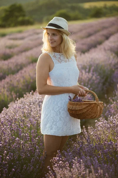 Belle jeune femme récoltant de la lavande au magnifique champ de lavande au coucher du soleil . — Photo