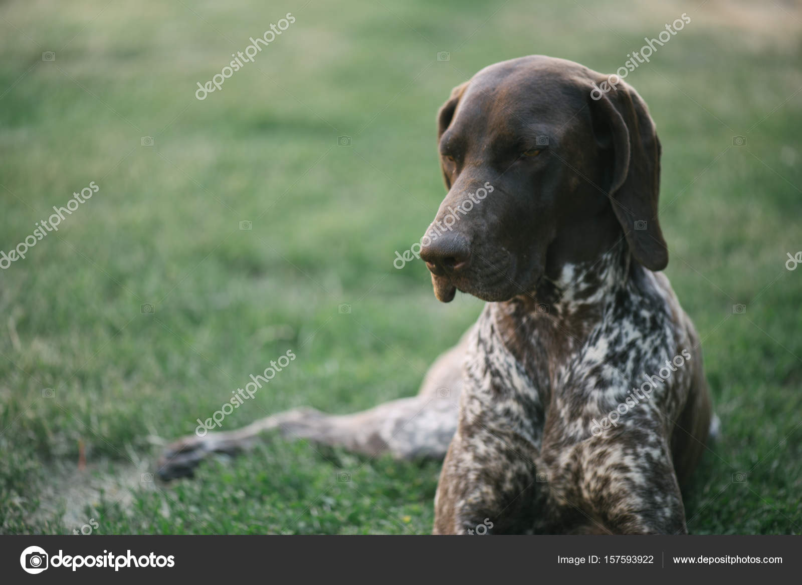 Cute German Shorthaired Pointer Puppies Cute German Pointer Dog