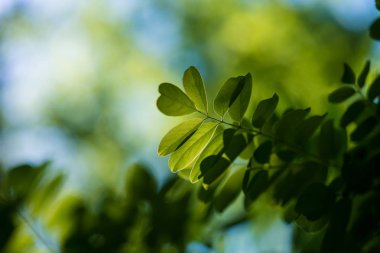 yeşil yaprak doğal arkaplan. 