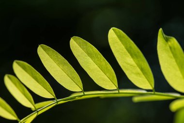 yeşil yaprak doğal arkaplan. 