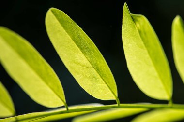 yeşil yaprak doğal arkaplan. 