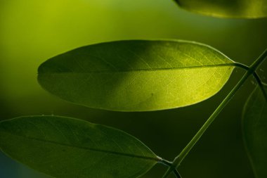 yeşil yaprak doğal arkaplan. 