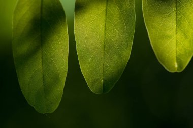 yeşil yaprak doğal arkaplan. 