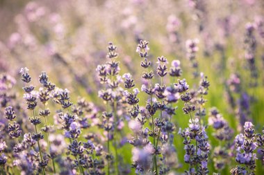 Gün batımında lavanta tarlası