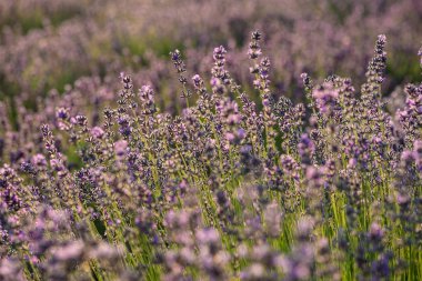 Gün batımında lavanta tarlası