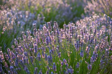 Gün batımında lavanta tarlası