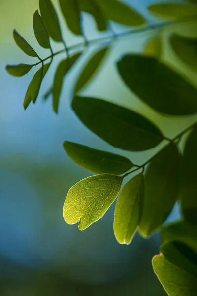 Grön blad naturlig bakgrund. — Stockfoto